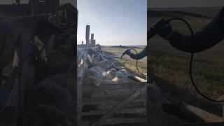 обработка от клещей и мух #ферма #овцы #калмыкия #астрахань #волгоград #shorts