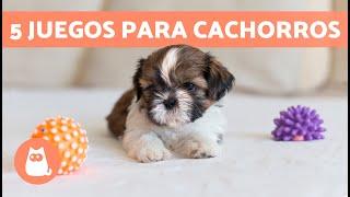 Cómo JUGAR correctamente con un CACHORRO  (5 Juegos para Perros Cachorros)