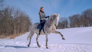 Spanish Walk  Horse Training Tutorial