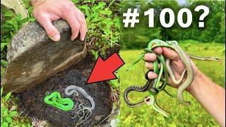 Can We Find 100 SNAKES in a Day?!