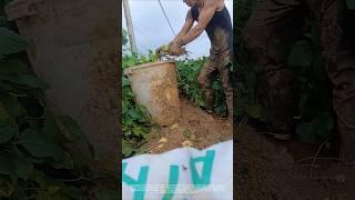 Edamame harvest #agriculture #farmer#shorts