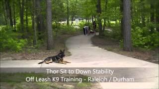 1yo German Shepherd "Thor" Before and After Video - Raleigh Durham Dog Training