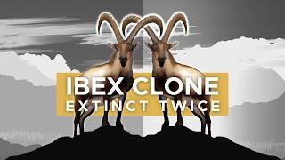 Pyrenean Ibex: The Animal That Went Extinct Twice