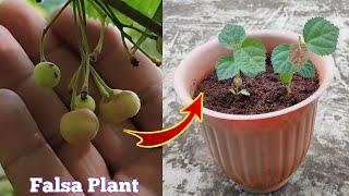 How to grow Falsa Plant from seeds at home .