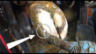 STONE in HOOF, HAIRY WARTS ... and SHARPENING KNIVES | The Hoof GP