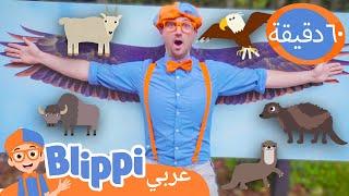 بلّيبي يزور حديقة الحياة البرية | تعلم عن الحيوانات | برنامج بليبي التعليمي | Blippi - بليبي بالعربي