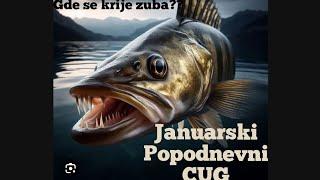 Zimsko pecanje smuđa × Popodnevni cug #jigging #zander