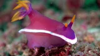 Sea Slugs - The Colorful, Underwater Creatures