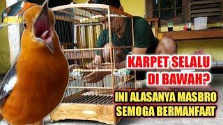 KENAPA KARPET ANIS MERAH ANIS KEMBANG SAYA SELALU DI BAWAH? oke kita jawab di sini ya masbro