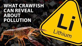 Crawfish help reveal the impact of lithium pollution | Headline Science