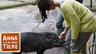 Pekaris sind auch Schweine | Reportage für Kinder | Anna und die wilden Tiere