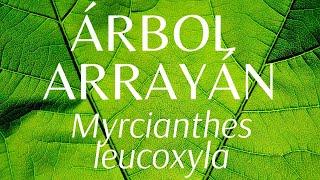 ÁRBOL ARRAYÁN