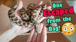 Unboxing Adult Hognoses