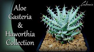 Aloe Gasteria & Haworthia Collection | #Cactus & #Succulents