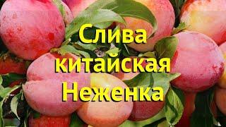 Слива домашняя Неженка. Краткий обзор, описание характеристик, где купить саженцы prunus sp.