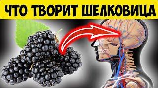 Чем полезна шелковица?  Польза шелковицы для здоровья человека. Тутовник