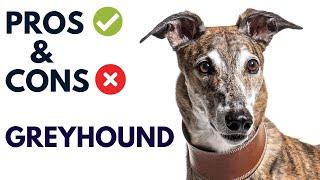 Greyhound Dog Pros and Cons | Greyhound Advantages and Disadvantages #AnimalPlatoon