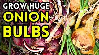 5 Tips To Grow HUGE Onion Bulbs From Professional Onion Farmers