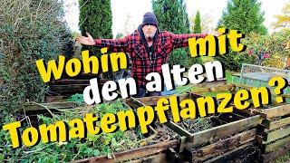 Kompost, Biotonne oder verbrennen? Wohin soll man bloß mit den alten Tomatenpflanzen?