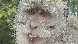 Małpie figle w Indonezji