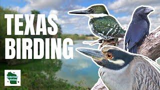 What's Hiding at Edinburg Scenic Wetlands? RARE South Texas Bird Species Found!