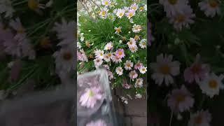 #HarvestingDaisies #DaisyFlowers #PinkDaisies #Pink #PinkFlowers #HarvestTime  #TheCanukGypsy  