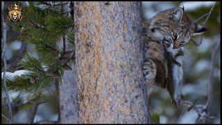 How Wild Cats Thrive: Survival Strategies in the Wilderness | Animal Attacks