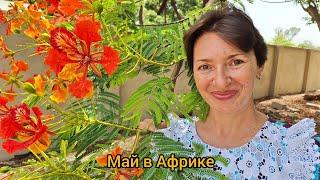 # 116 Собираем манго  / Наводнение в столице Ганы