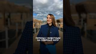 Переезд на Северный Кипр с кошкой или собакой. Правила #кипр #северныйкипр #переезд