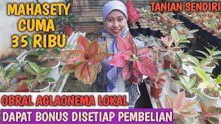 OBRAL AGLAONEMA 6 SEPTEMBER 2024 | TANIAN SENDIRI | 100% AMANAH | GARANSI TOTAL ️