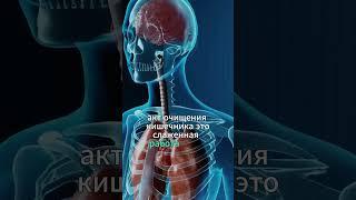 Слаженная работа мышц кишечника
