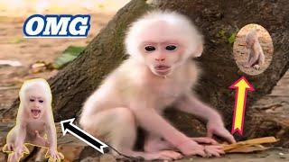 OhMyGod..!! The Poor Baby Monkey Got Away From His Mother || Poor Monkey's