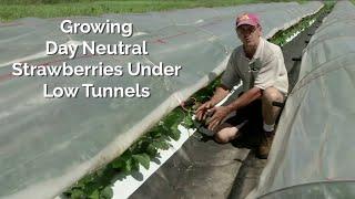 Growing Day Neutral Strawberries Under Low Tunnels: An Introduction