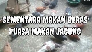 1 KILO BERAS BUAT PAKAN MERPATI.JAGUNG MAHAL GAEZZ