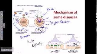 Autoimmunity (self immunity)