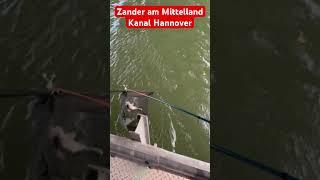 Zander am Mittelland Kanal fangen in Hannover, beim Ansitzangeln, Grundbleib Angeln mit Köder Fisch