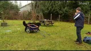 Nanaimo Kennel Club - Newfoundlander - Shaw TV Nanaimo