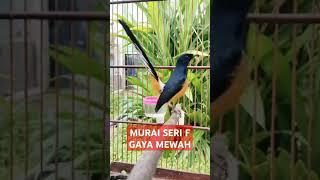 MURAI GACOR #bird #kicaumania #birdlovers #kicau #kicaumanianusantara #fy #birds #murai #fyp #fyp