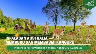 Ini Penyebab Kanguru Australia Diburu dan Dibasmi