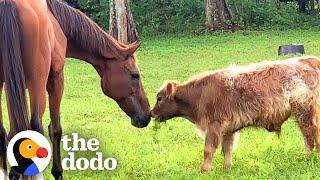 No One Wanted To Be This Baby Mini Cow's Friend Until...️ | The Dodo Little But Fierce