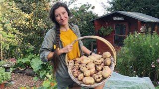 When are Potatoes Ready to Harvest?