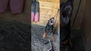 Doberman Protection Training