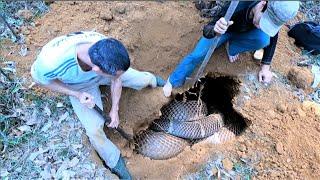 was horrified to discover a group of giant king cobras curled up in a dark cave