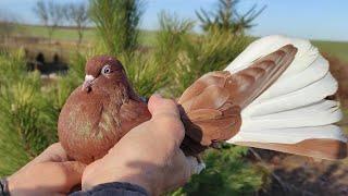 Николаевские голуби.  Обзор молодых голубок 2020 года