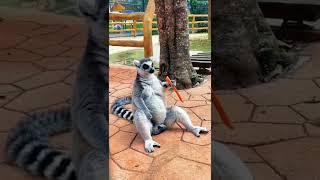 Lemur/ Лемур #приколы  #Lemur#лемур#shorts