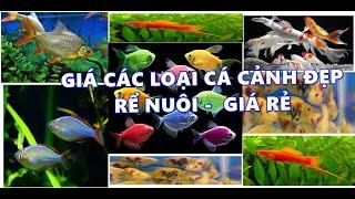 CÁC LOẠI CÁ CẢNH ĐẸP DỄ NUÔI VÀ RẺ TIỀN #CACANH #GIACACANH