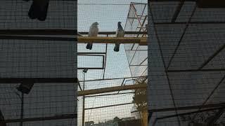 jhelum pigeons