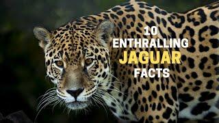 10 Enthralling Jaguar Facts | Animal Globe