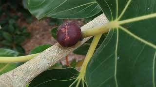 Tasting Banyan Fig (Ficus benghalensis?)