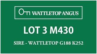 Wattletop Angus Lot 3 M430